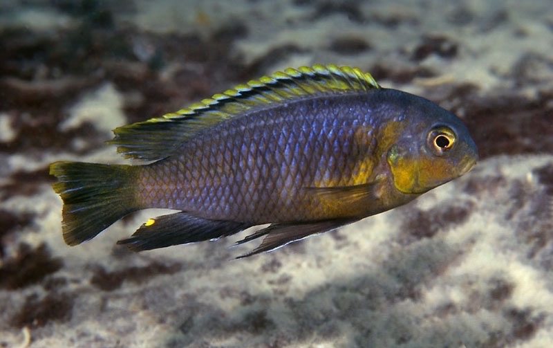Tropheops sp. 'orange chest' Masasa Reef